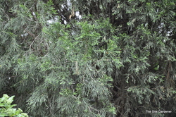 Juniperus chinensis 'Spartan' — photo 4